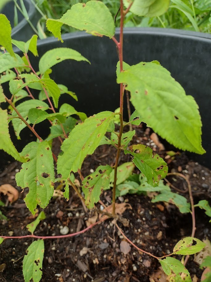 1 Red bush cherry, rooted starter plant. Zones 3-8. JOY JOEL or JAN