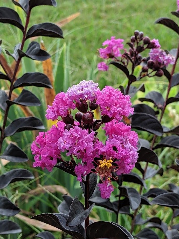 Black Diamond – PURELY PURPLE Crape Myrtle Plant – 1 Plant