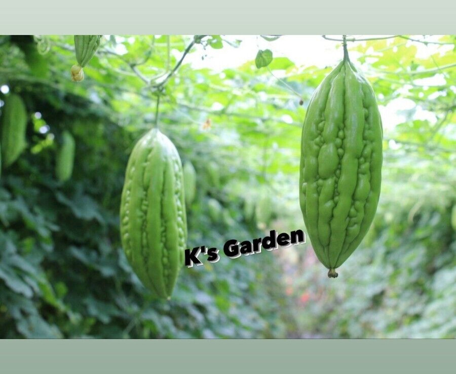 SHORT GREEN SKIN BITTER MELON SEEDS – KHỔ QUA TRÁI LÙN (5 pcs)