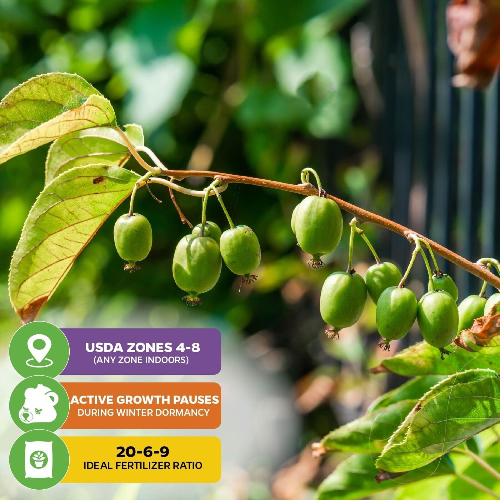 Prolific Hardy Kiwi – Actinidia arguta – Live Plant