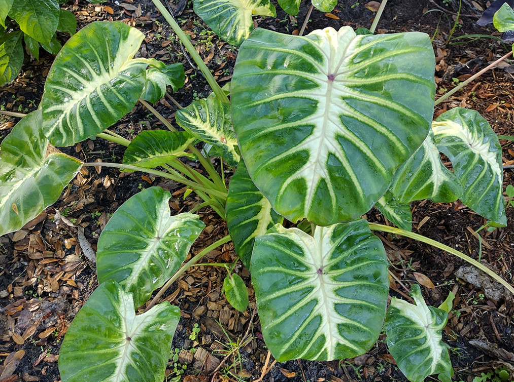 Maui Sunrise Colocasia Plant – 5-8″ Tall – Tropical Elephant Ear with Colorful