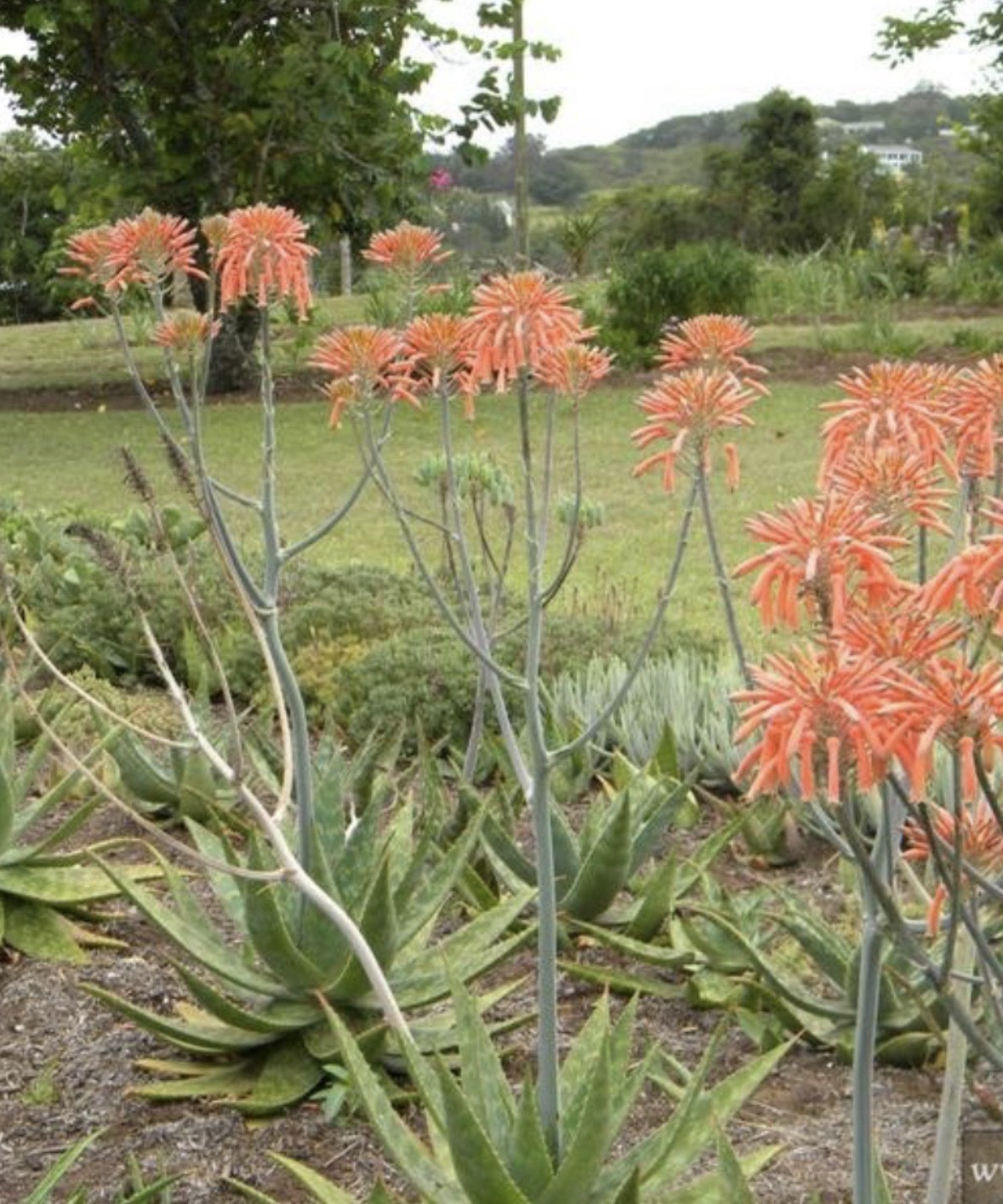 8″-12″ Soap Aloe maculata Red Orange Flowering Live Plant Vera Florida Hawaii