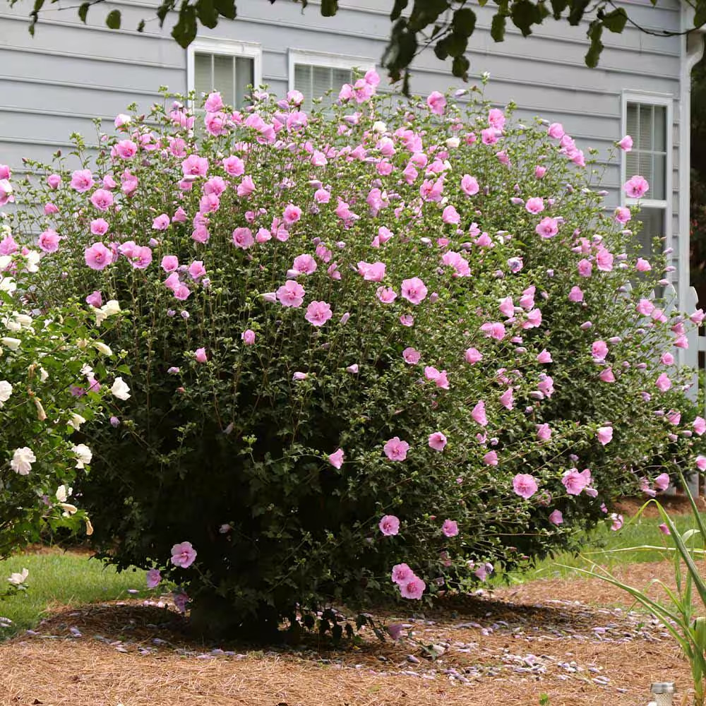 Aphrodite Rose of Sharon/ Hibiscus Syriacus) 2.5” in Pot 10-18” Height