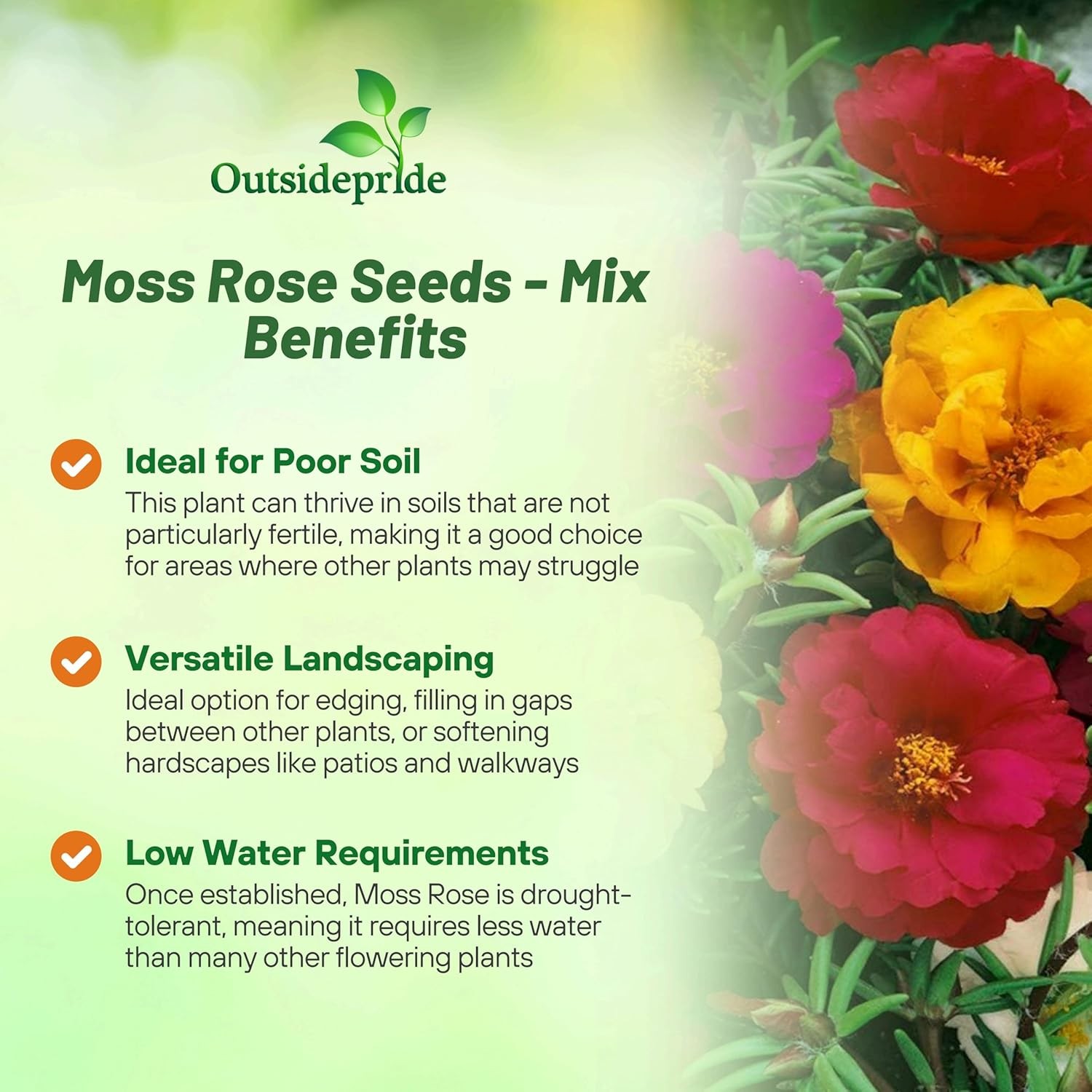5000 Seeds Moss Rose Portulaca Seed Mix For Planting – Ground Cover Plant