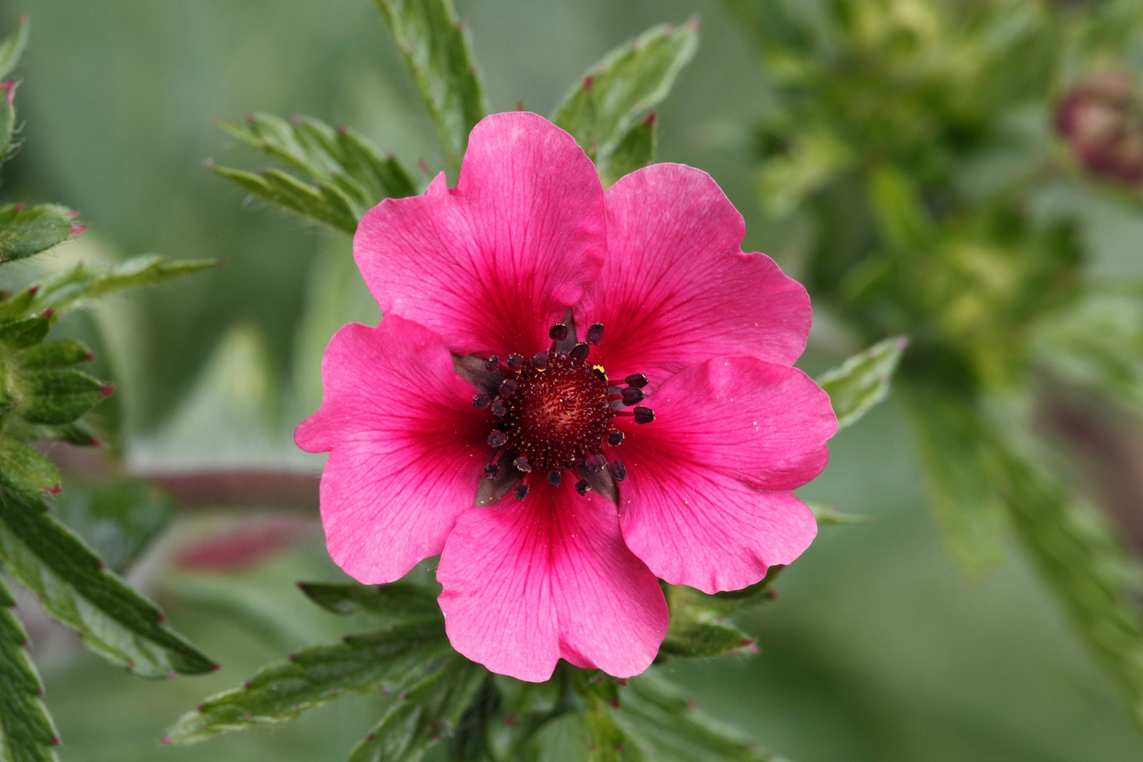 50 Nepal CINQUEFOIL / POTENTILLA Nepalensis Pink Red Flower Seeds *Comb S/H