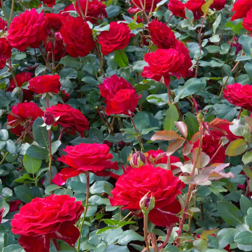 2 Gal. Forever Yours Rose with Red Flowers