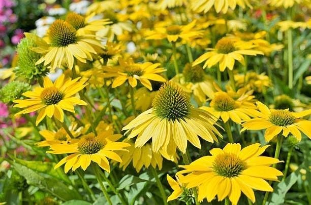 Mix Echinacea Coneflower Seeds for Planting – 2000+ Non-GMO Heirloom Seeds, Rain