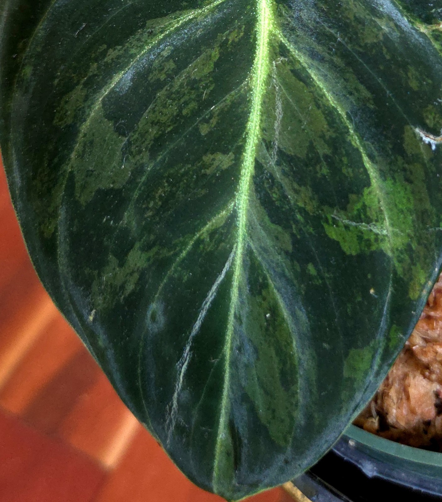 Rare Philodendron Variegated Melanochrysum 13″ Tall Not Anthurium Aroid Monstera
