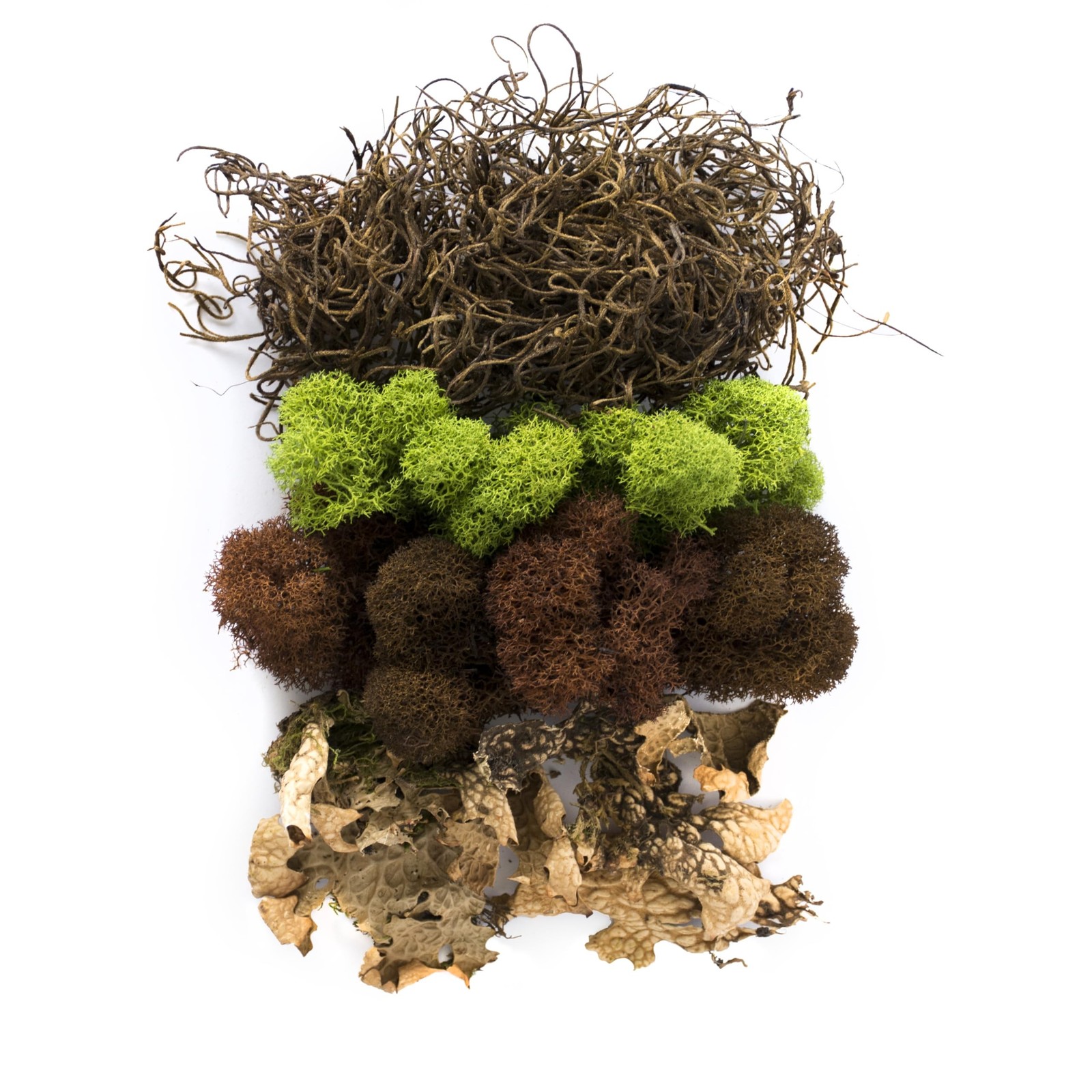 SuperMoss (23303) Moss Mix – Premium Decorative Moss for Crafts, Terrarium