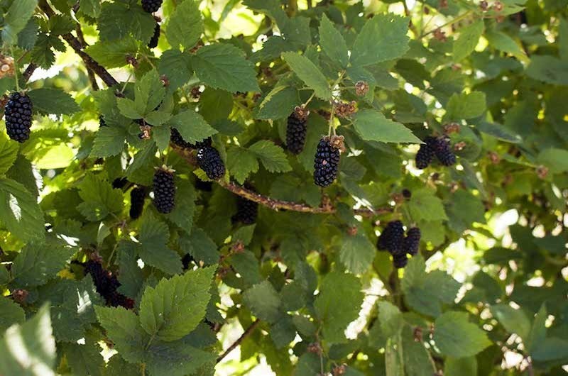 1 Boysenberry Thornless Starter Plug Fruit Plant