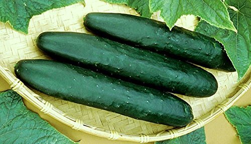 Cucumber Straight Eight Heirloom Vegetable By Seed Kingdom 2,000 Seeds
