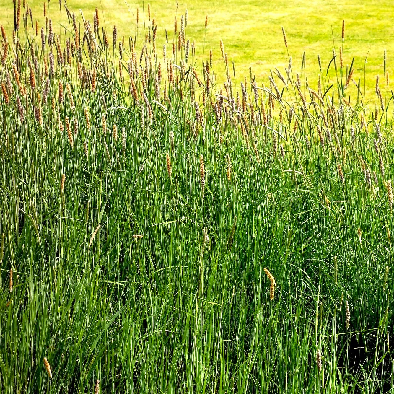 Climax Timothy Grass Seeds – For 2026 Planting Hay Pasture Meadow Lawn Landscape
