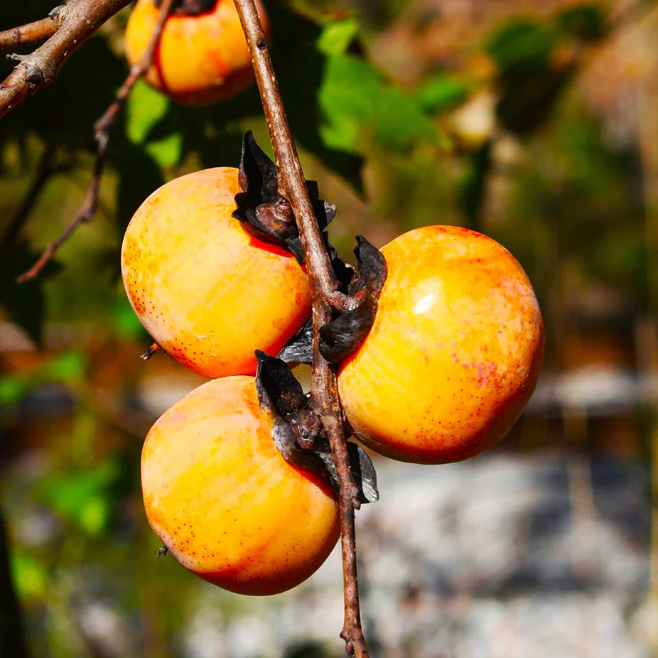 American Persimmon Tree Seeds |Diospyros Perennial Fruit Seed 2025 Fast Shipping