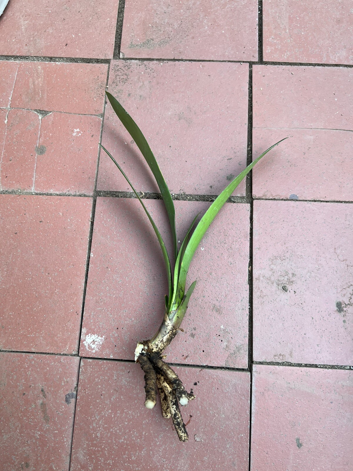 1 Clivia Miniata Bush Lily Bare Root Live Plant Orange Flowers Ready To Plant