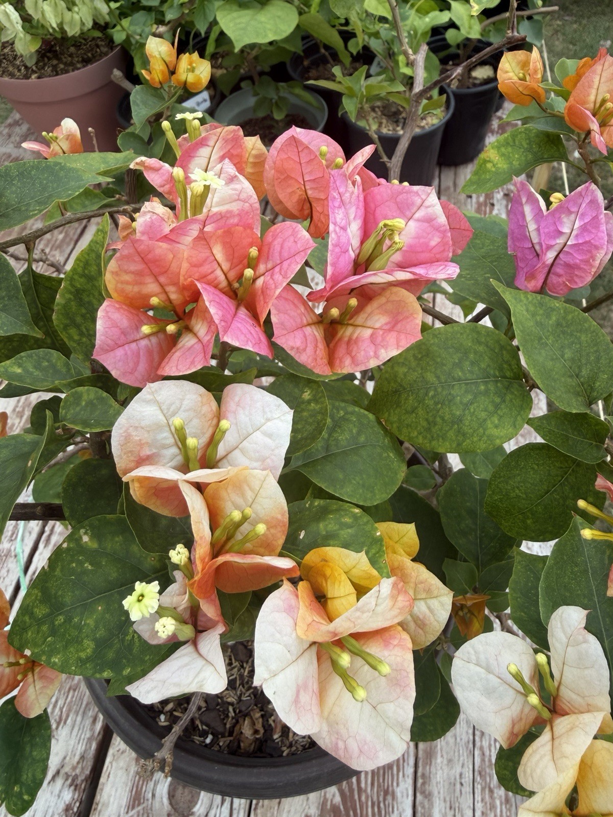 Golden Sunshine live rare bougainvillea.actual Plants.