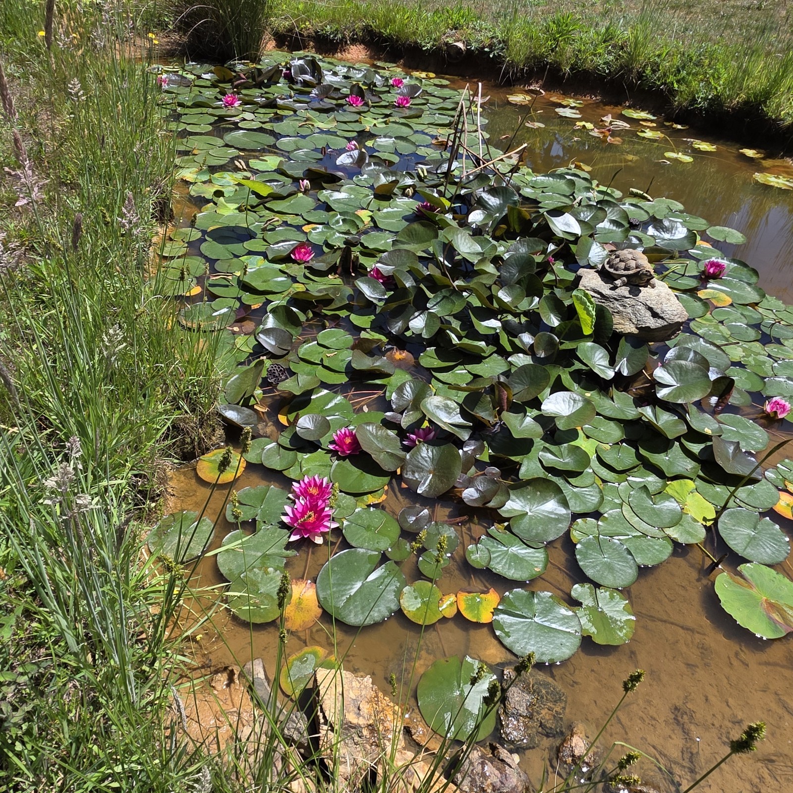 Pink Flowering Pond Lily Root Ball Aprox 10lb Shipped Fast & Fresh