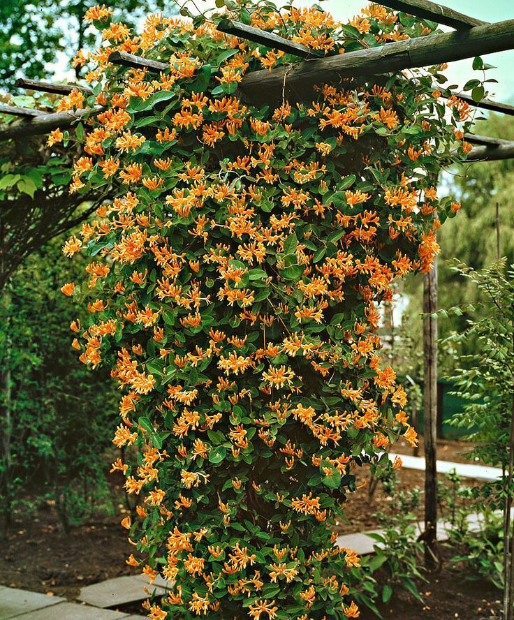 Mandarin Honeysuckle Vine – Perennial – Lonicera – 2.5″ Pot
