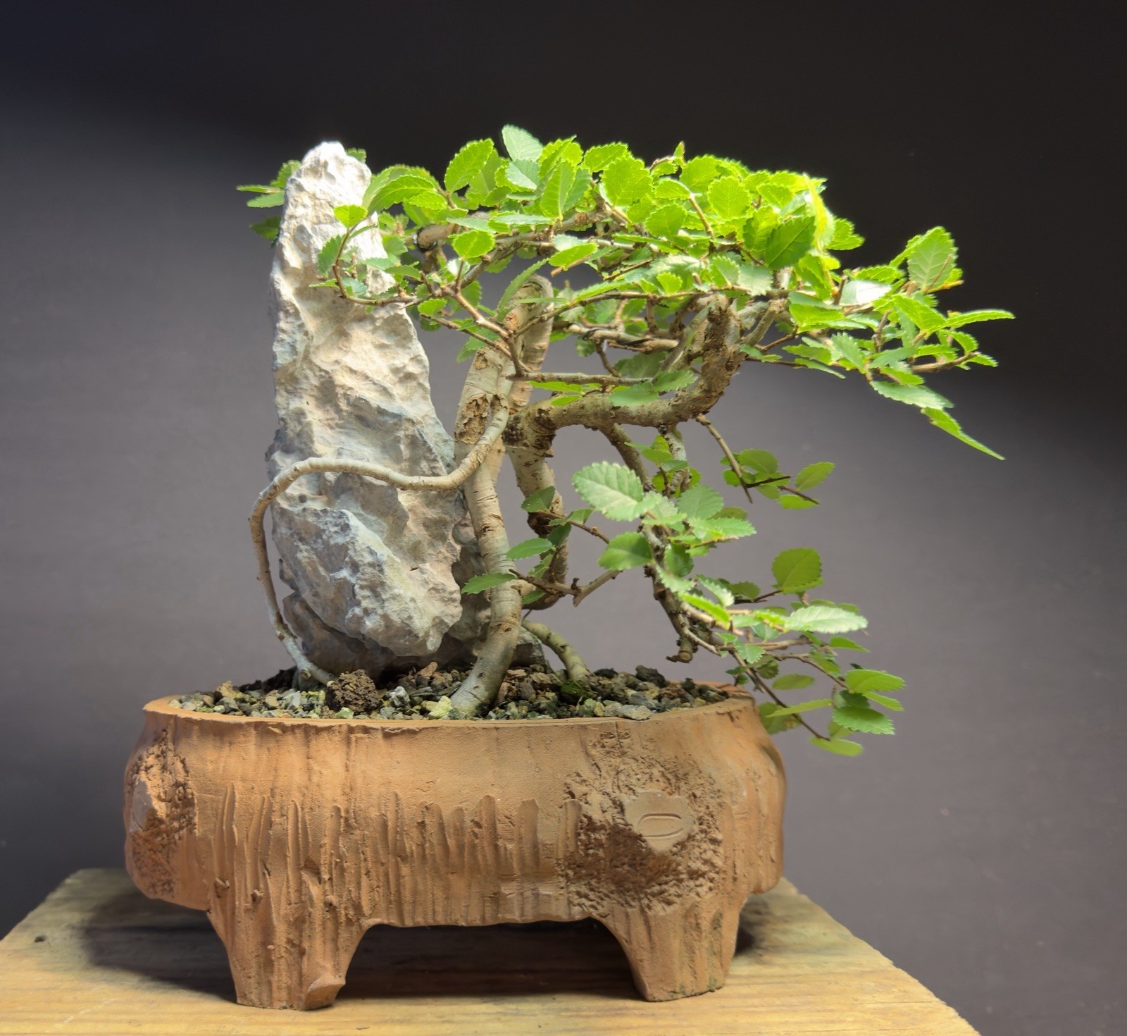 Bonsai Tree Dragon Style Chinese Elm root over rock 9.5” tall Chinese Pot