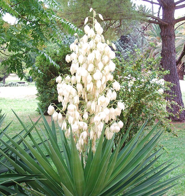 YUCCA ALOIFOLIA, rare Spanish Bayonet agave garden Dagger Plant seed – 15 SEEDS