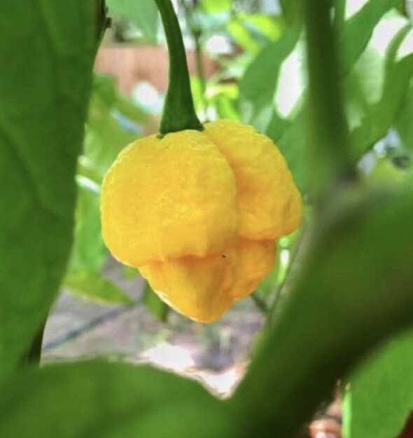 (20) 7 Pot Brain Strain Yellow Seeds Super Hot Pepper Bonnet brainstrain
