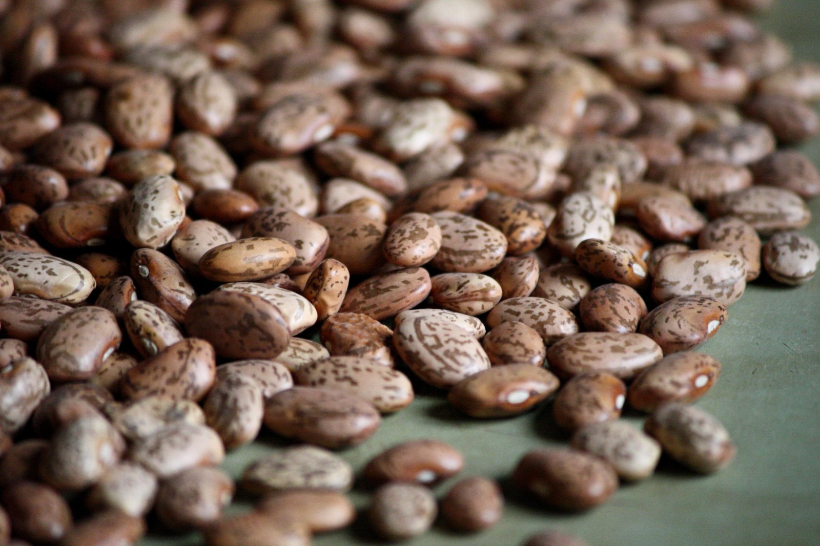 Pinto Beans Beans Seeds Treated. FREE SHIPPING!