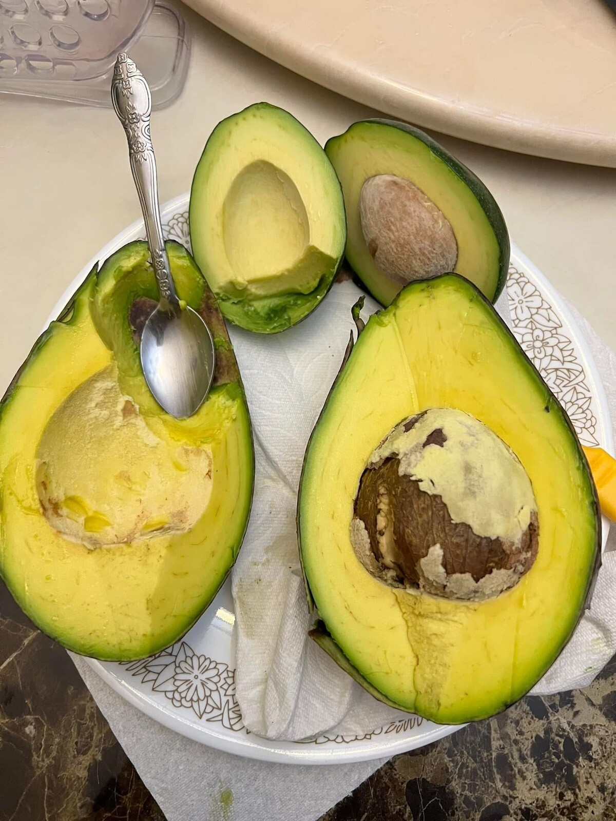MARIA BLACK Dwarf Avocado ~3Ft Grafted Tree 3Gal Pot Ship UPS Overnight