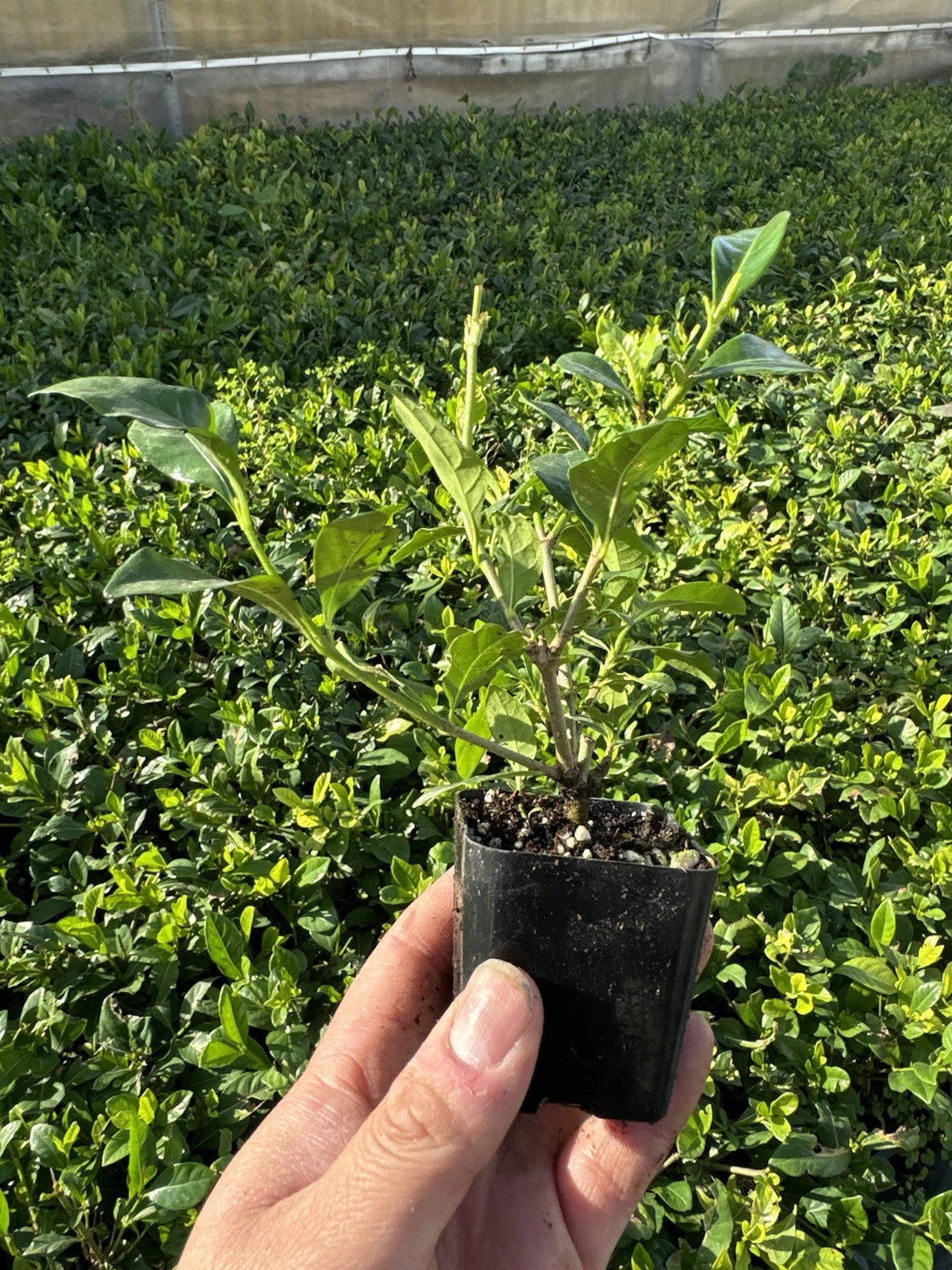 🌿 Everblooming Gardenia Veitchii Shrub – Fragrant Evergreen Garden Plant 🌸