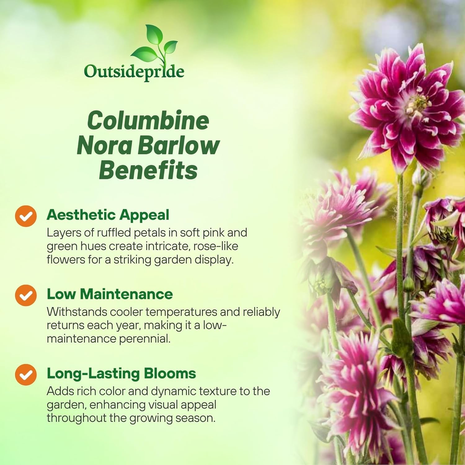 1000 Seeds Columbine Seed – Aquilegia Vulgaris Nora Barlow Flower Seeds