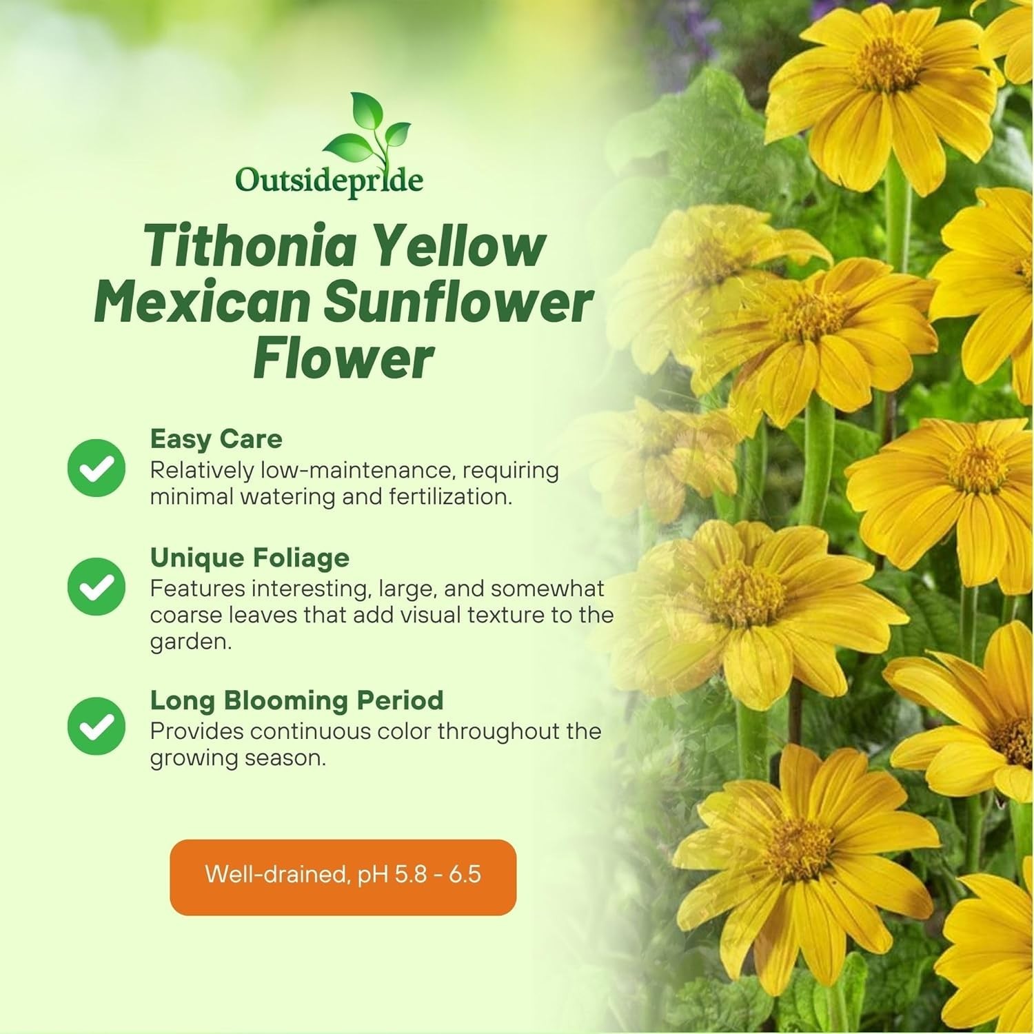 Yellow Mexican Sunflower Seeds 500 Pcs – Drought Tolerant Annual for Gardens,…