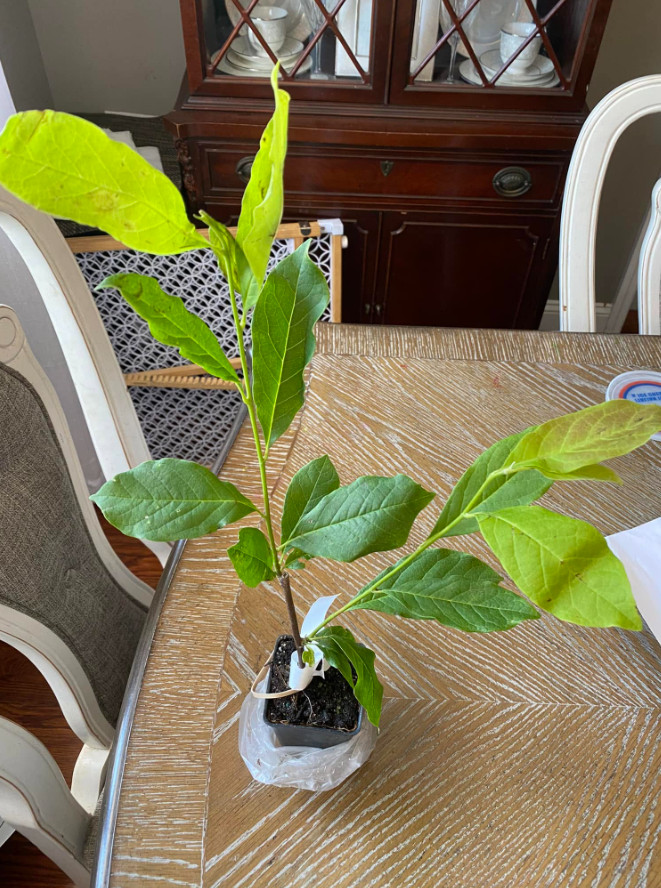 Ann Magnolia Tree/Shrub, Live Plant, 6–12″ Tall in 2.5″ Pot, No Ship AK, HI, PR