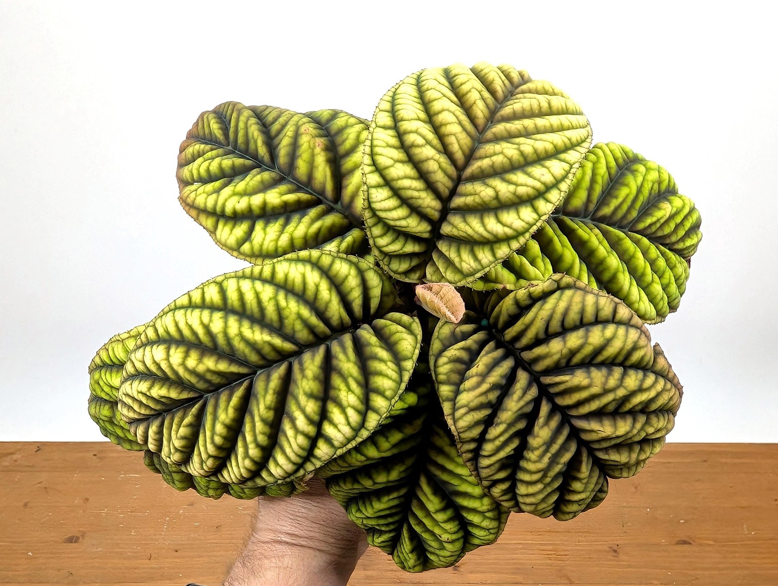 Ardisia Crenata Cool Fire – Deeply Textured Matte Leaves with Red/Green/Yellow