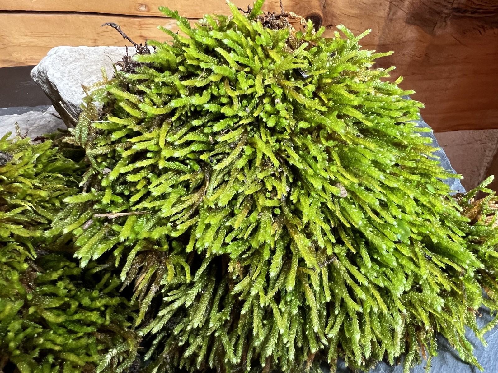 Live Fresh Moss- One Gallon Bag-Uses Bonsai, Terrarium, Vivarium, Fairy Garden