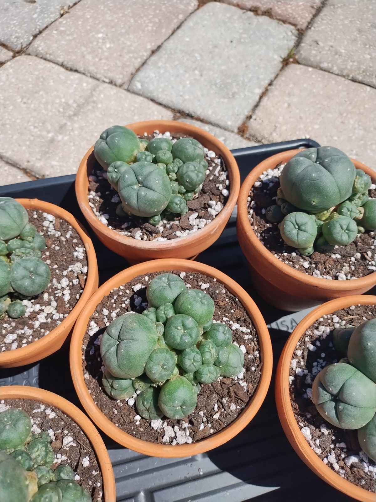 Rare Seed Grown Cactus Clusters 2.75-3.5in Diameter