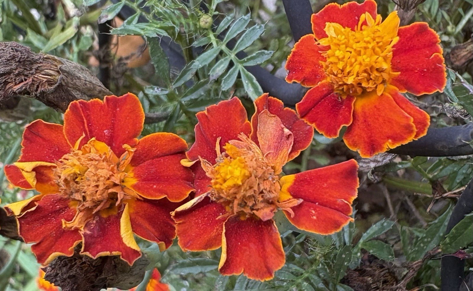 FRENCH MARIGOLD DWARF FLAMING ORANGE FLOWER SEEDS 50+ Garden Seeds FREE SHIP