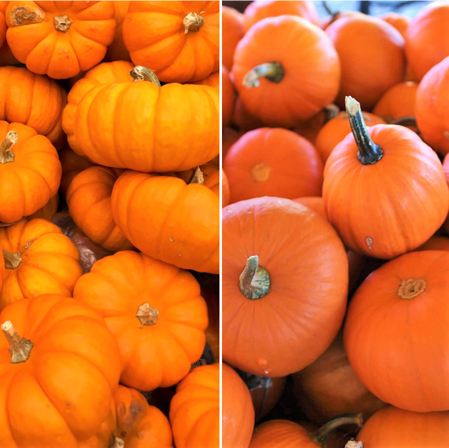 Jack-Be-Little and Wee-B-Little Mix Pumpkin Seeds | Mini Orange Untreated 2024