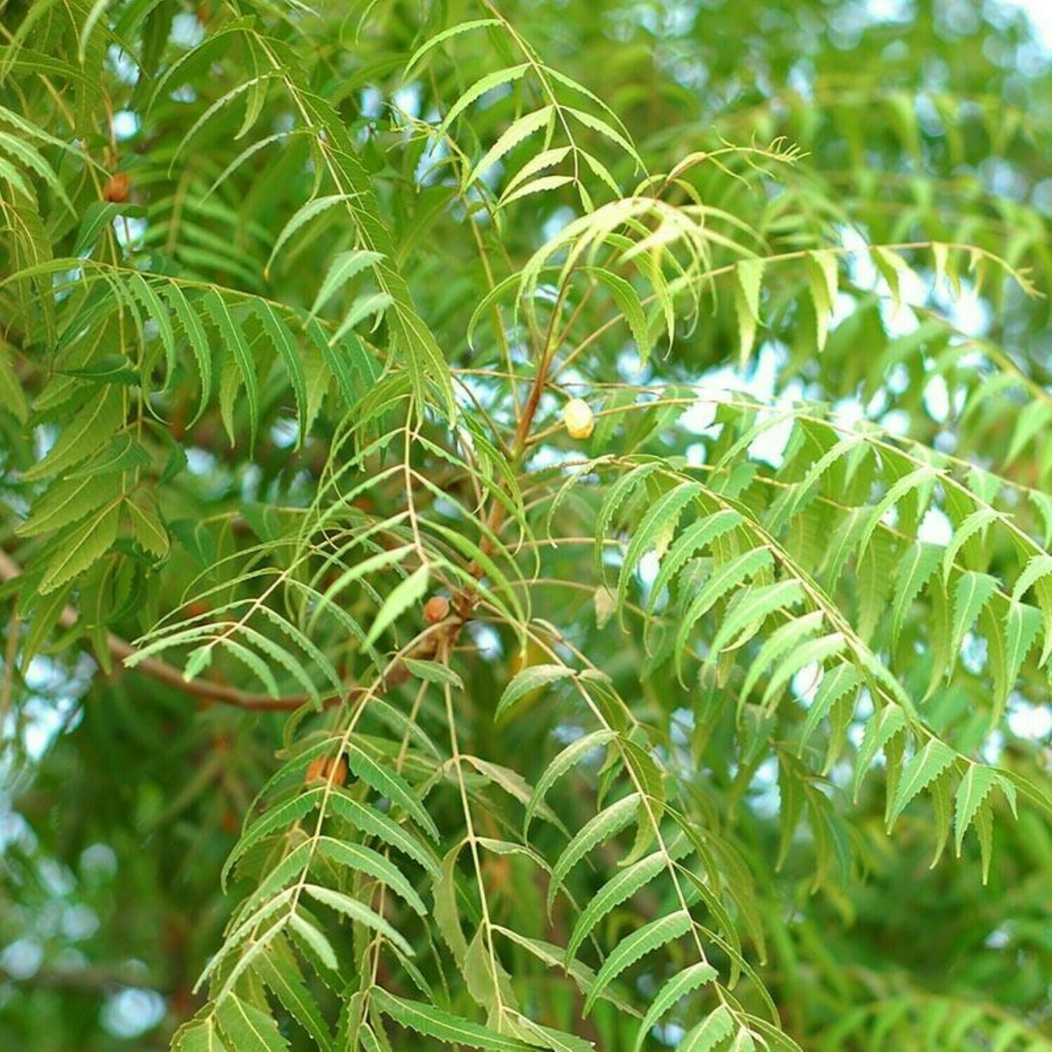 💕Rare Neem Tree Plant & seeds Azadirachta indica Non GMA in Pot Grown seed NS25