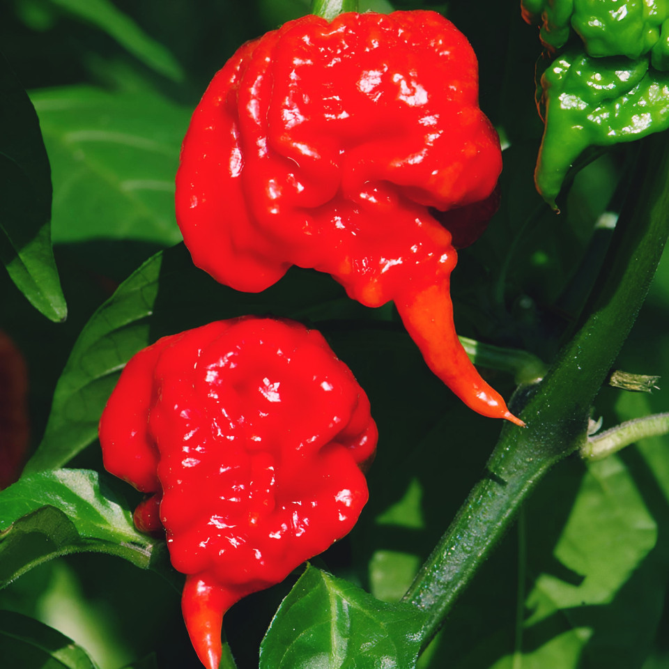 Carolina Reaper Pepper Seeds. 10 Seeds per order WARNING!!!!! SUPER HOT!