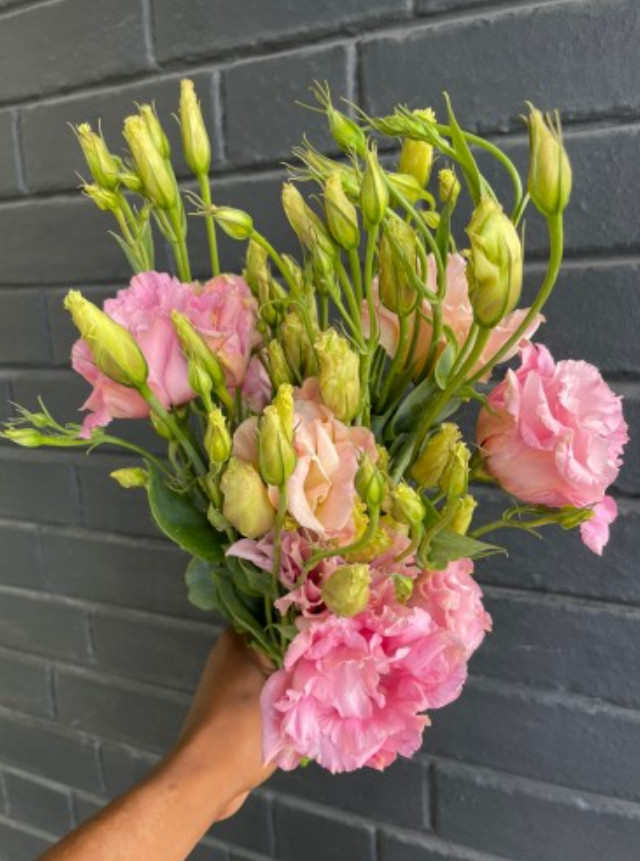 Lisianthus Super Magic Champagne Live Plant Plug – 1–3″ Tall – Cut Flower Plant