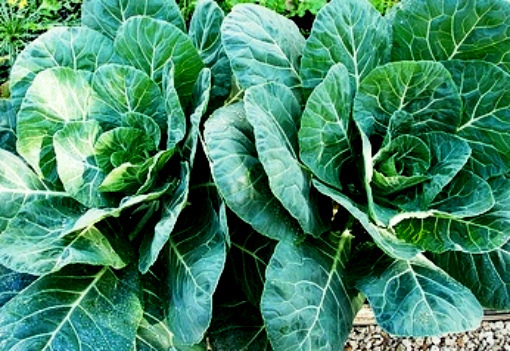 Collard Seeds, Georgia Southern, Heirloom Collards, Collard Greens, Non-Gmo 100