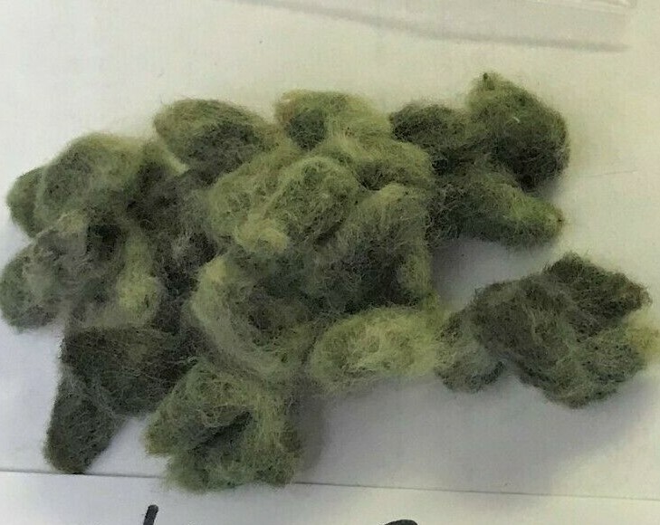 30 Cotton Seed Extremely Rare, Burgundy Leaf, GREEN LINT Heirloom Ornamental