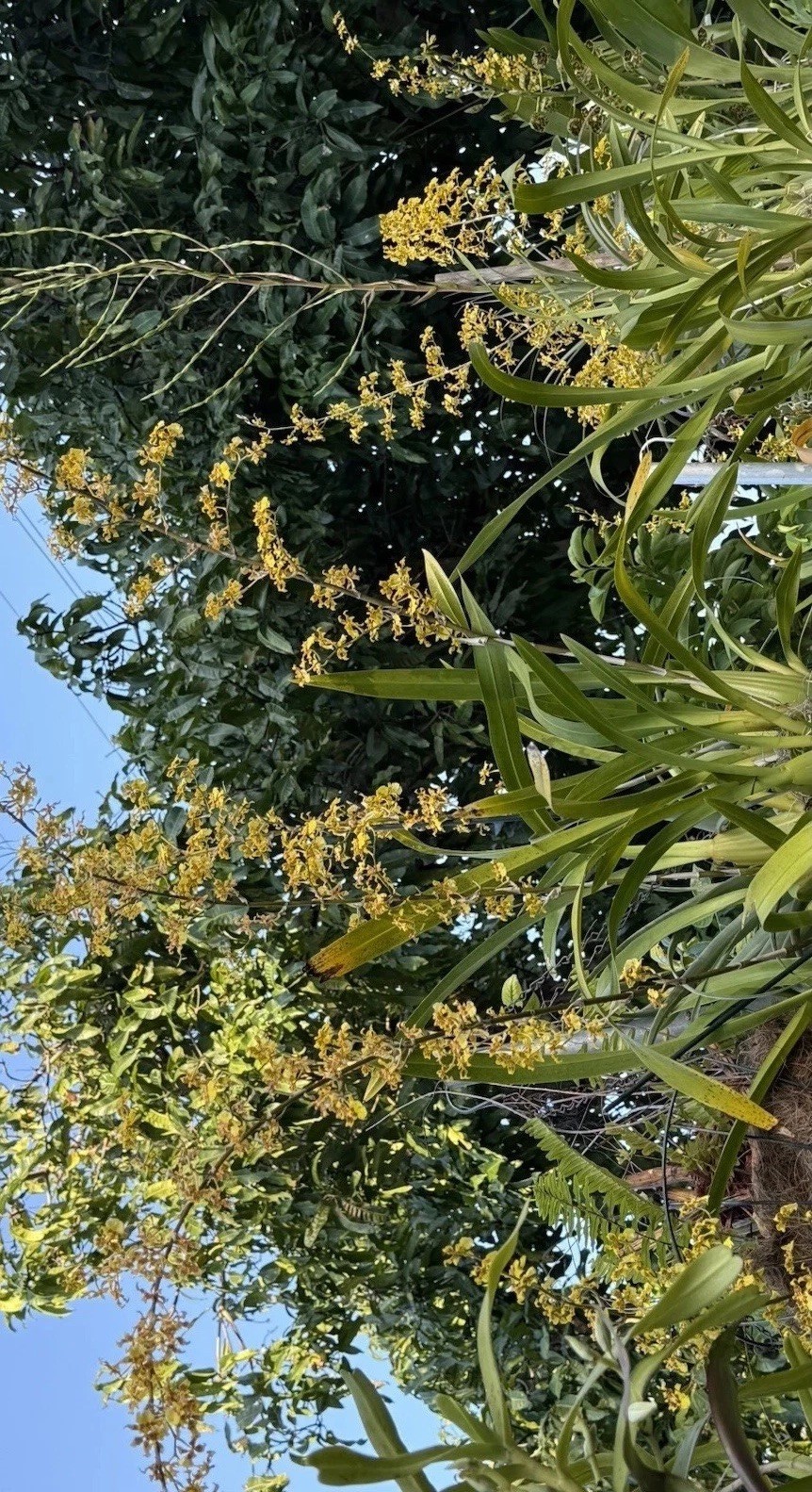 ONCIDIUM Orchids, Yellow, Dancing Lady , DIVISION, Large SPECIES