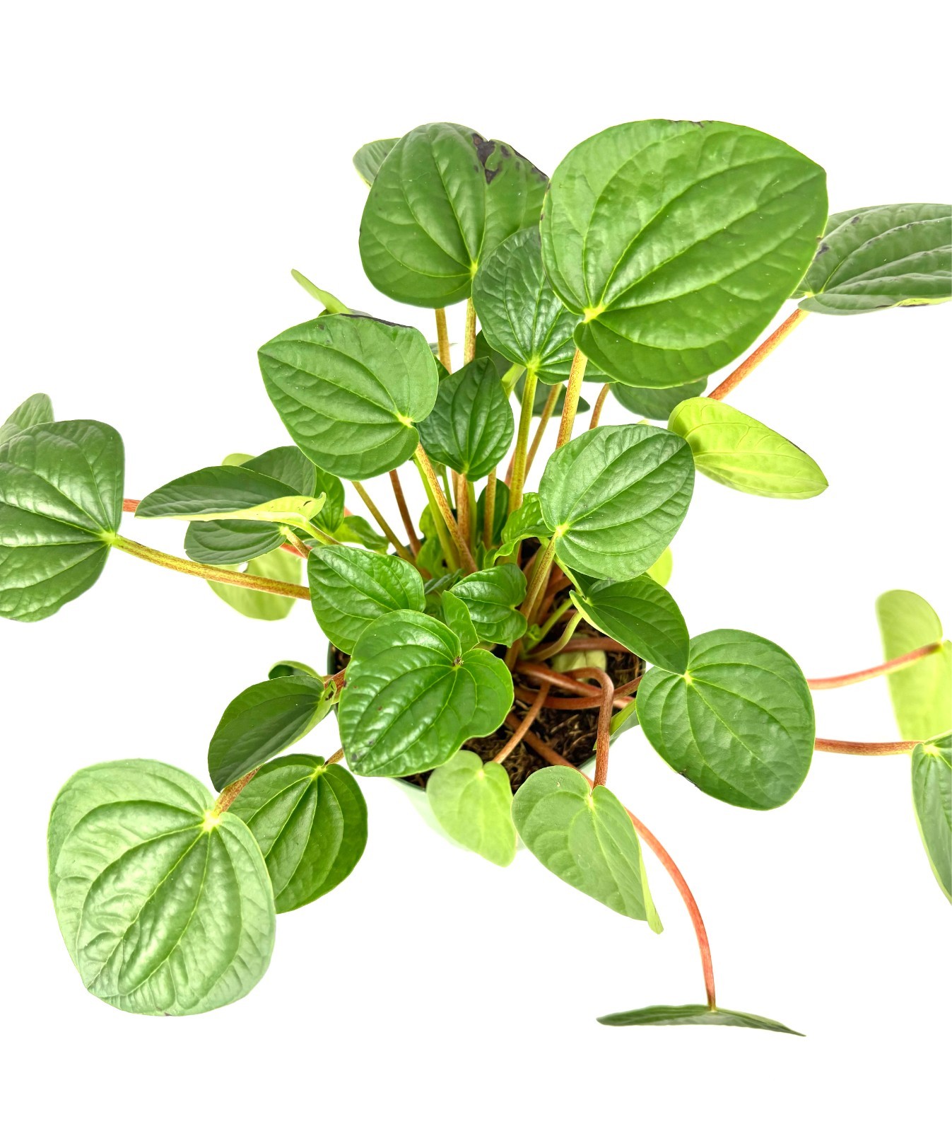 Peperomia Rana Verde Live Potted Houseplant