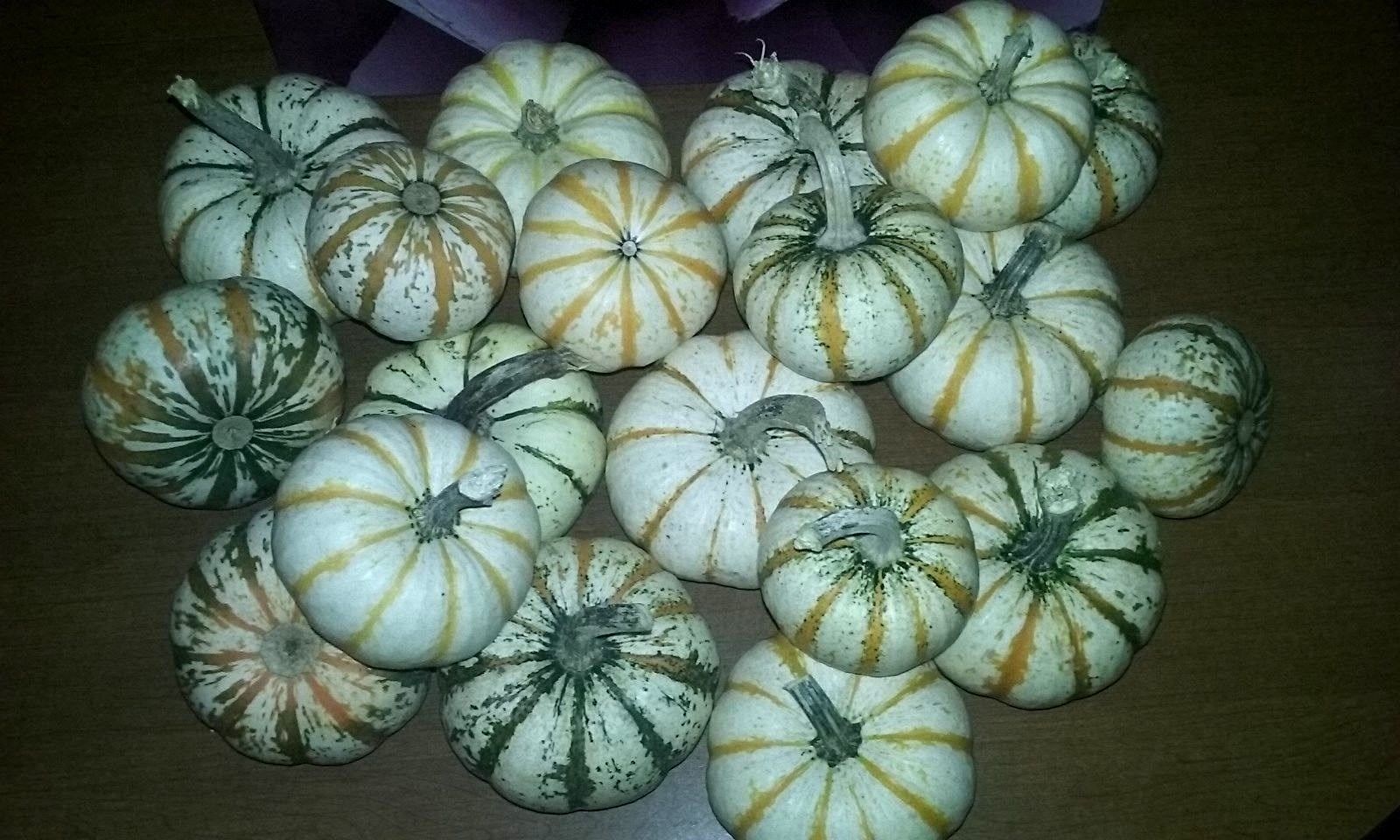 Pump-ke-mons Pumpkin Seeds- COMB. S/H- SEE MY STORE