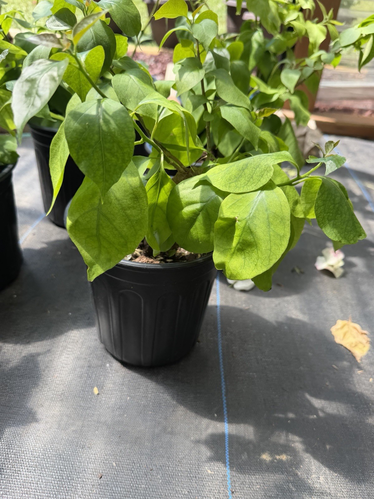 Chitra Ice live rare bougainvillea plants for sale.