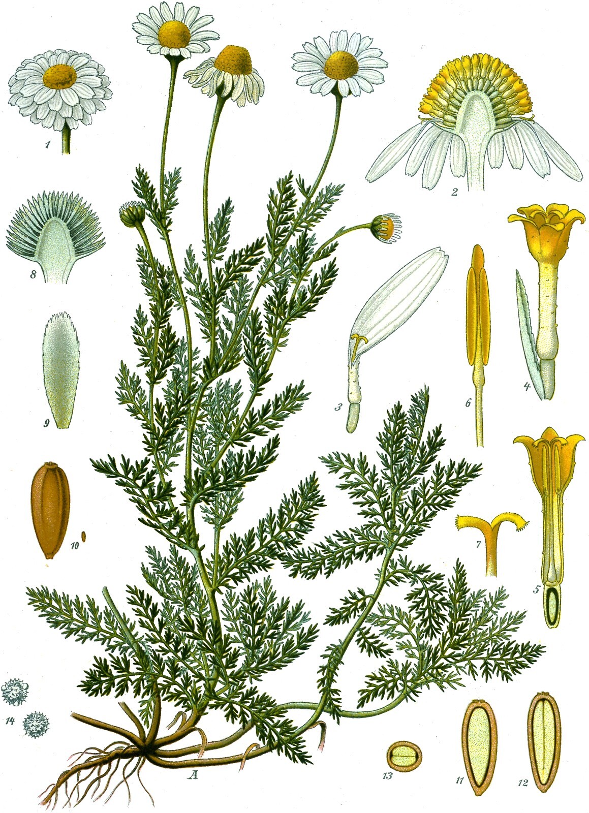 500 Roman Chamomile Seeds – Chamaemelum nobile – Non-GMO Medicinal Herb