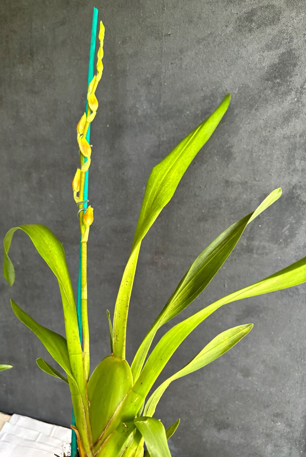 Not in spike Blooming size Assorted Oncidium Alliance Live Orchid Plant