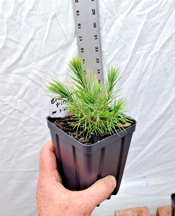 Bristlecone Pine tree in small nursery pot. Natural dwarf. Pre Bonsai Landscape