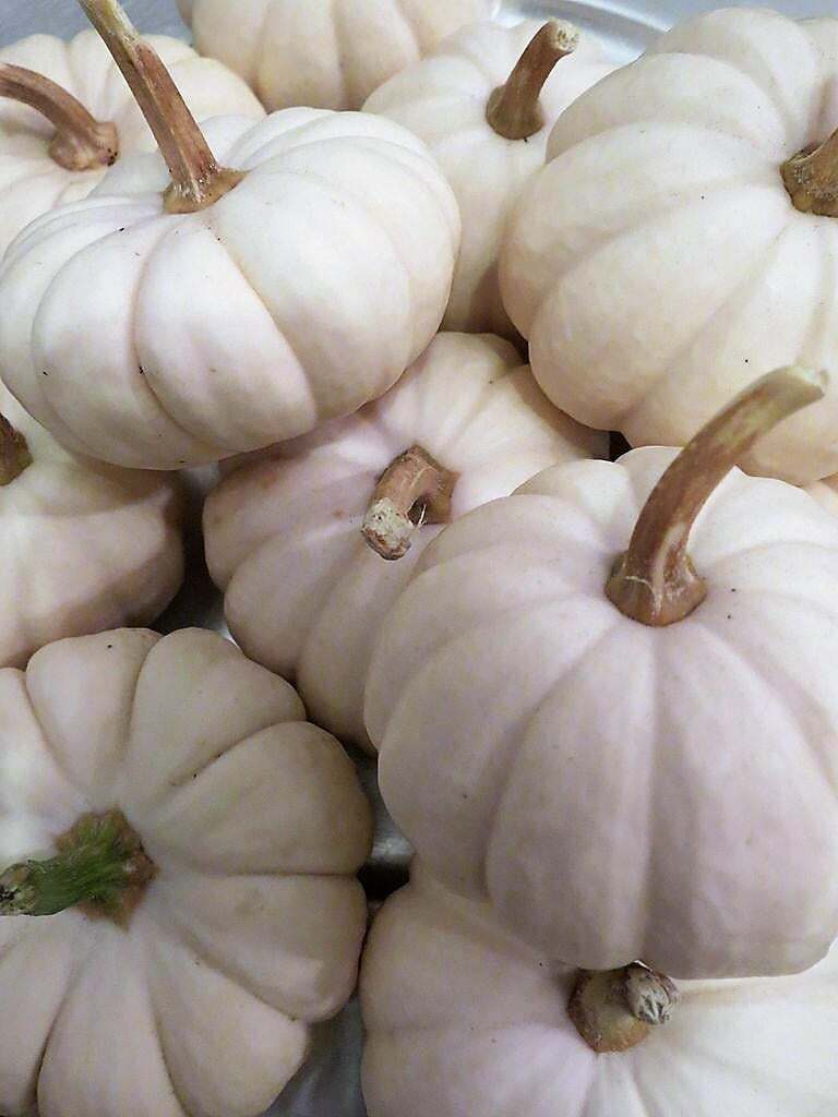 Baby Boo Pumpkin Seeds | Untreated White Mini Little Gourd Fall Squash Seed 2023