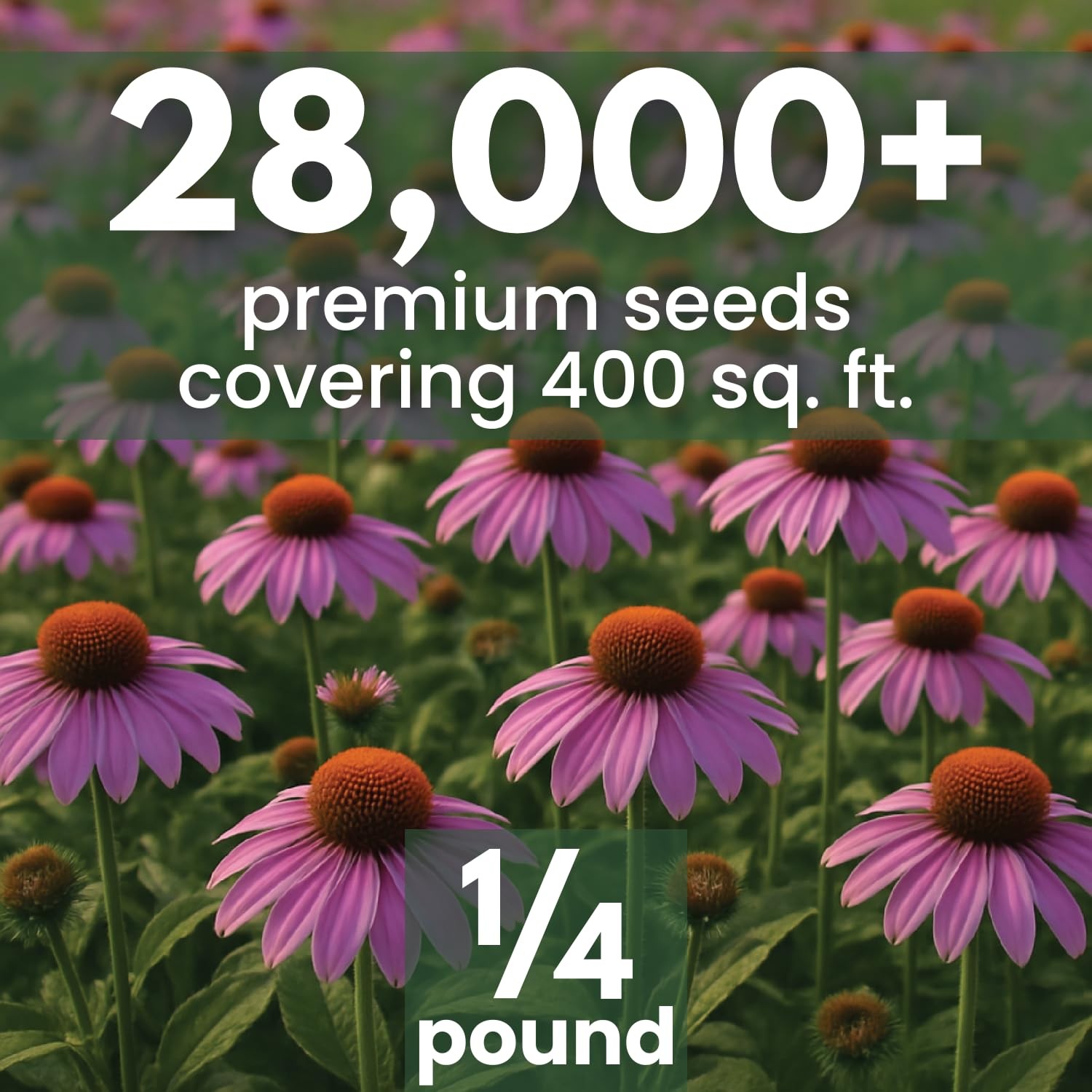 Purple Coneflower Seeds – 28,000 Count for Planting – 2026 Season – 4 Ounce