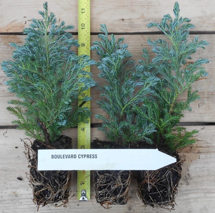 2 Boulevard Cypress Live Trees – 7-10″ Tall – Evergreen Shrub – Zones 4-8